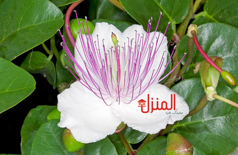 اضرار عشبة البرجس